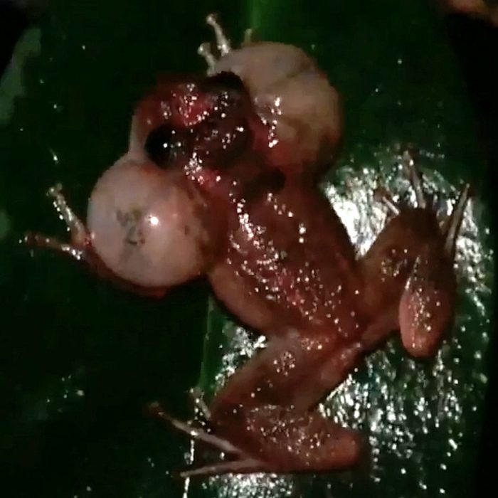 ***EMBARGOED UNTIL 11:00 GMT, TUES JUNE 14TH (12NOON BST)***  Video grab from a new discovery of a never-before-seen frog sex position. See National News story NNFROG; A never-before-seen sex position has been discovered by scientists - thanks to the bizarre habits of one breed of frog. A study of the aroused amphibians could provide inspiration for a new page in the Kama Sutra - with experts coining the new position as the 'dorsal straddle'. Male Bombay night frogs, found in India, are able to fertilise a female's eggs without making contact at the same time - by leaving their sperm trickling down the female's back. The strange sexual position, where the male doesn't embrace the female, sees him straddle over her back with his hands holding onto nearby objects instead - such as leafs, branches or tree trunks.
