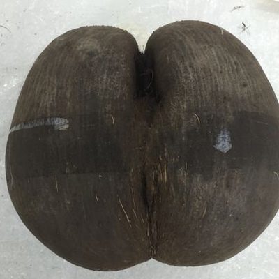 The Coco De Mer seed at which has been received by Kew Gardens. See National News story NNSEED; Staff at a Britain's leading botanic garden were left in fits of giggles when they realised the world's largest seed is the spitting image - of Kim Kardashian's BOTTOM. The double coconut seed, from the coco de mer plant, even has the telltale cleft - just like the asset that made Kim one of the most famous people on the planet. The bum-shaped seed is approximately measured at 30cm x 30cm and a whopping 7.5kg in weight, about half the dimensions as the reality star's famous derriere. Originated from Singapore the coco de mer seed was shipped to the Royal Botanic Gardens in Kew, West London.