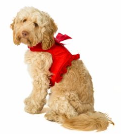 red-velvet-dog-harness-dress