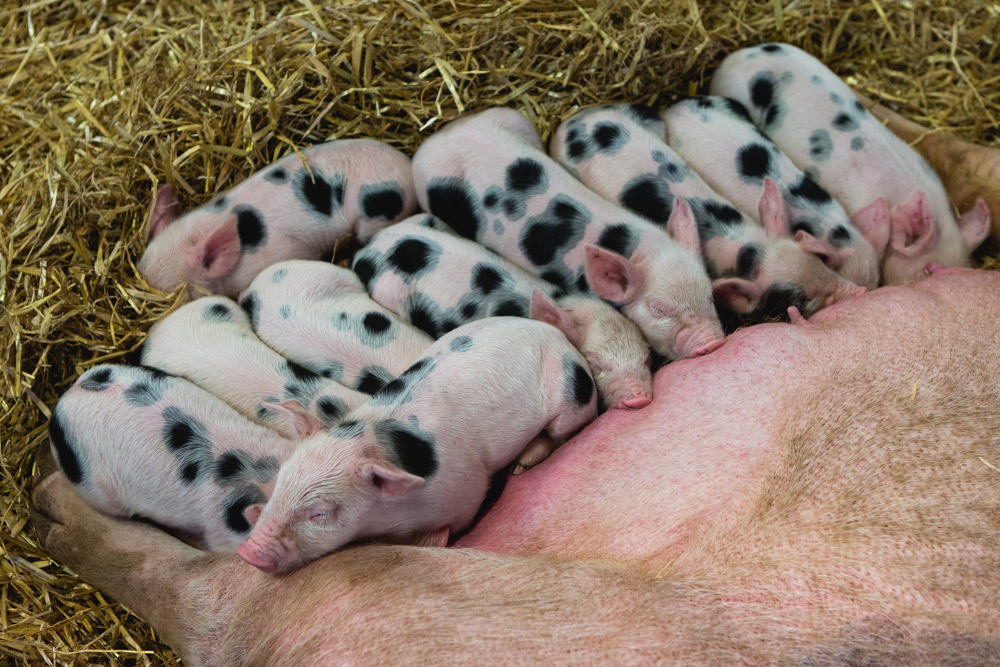 How long is pregnancy term for a pig? How many piglets on average do they  give birth to? - Quora